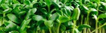 Organic Sunflower Shoots | Sunflower sprouts MA RI farm fresh greens