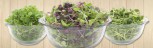Farm Fresh Salad Greens | Organic microgreens super salad custom mixed greens