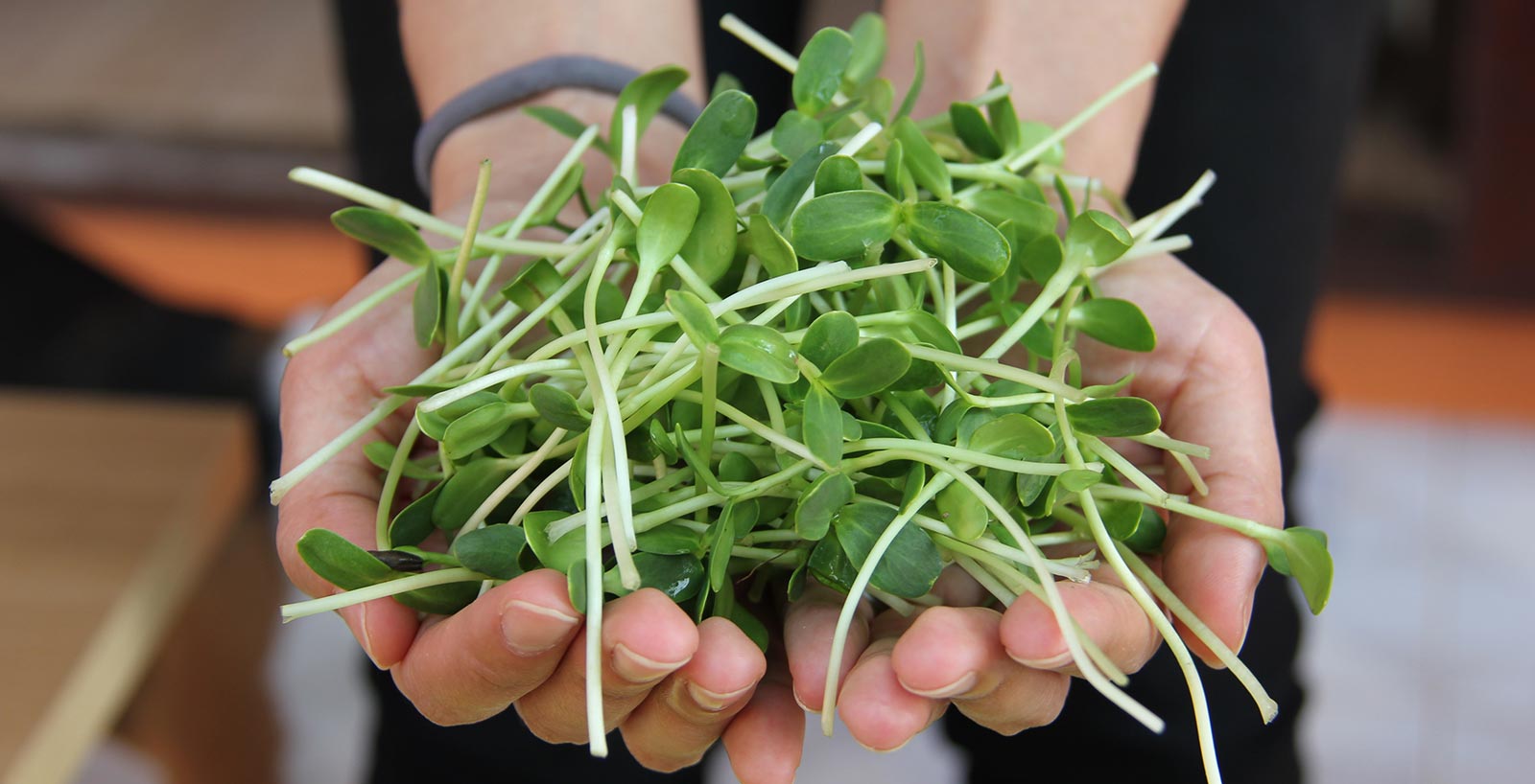 Sunflower Shoots | Organic microgreens MA local farm fresh super greens
